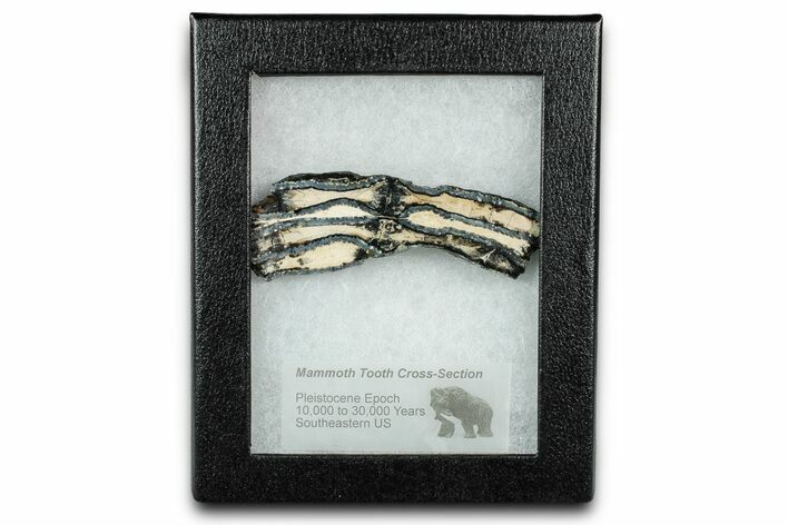 Mammoth Molar Slice With Case - South Carolina #335113